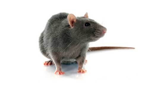 Commercial Rat control Reading