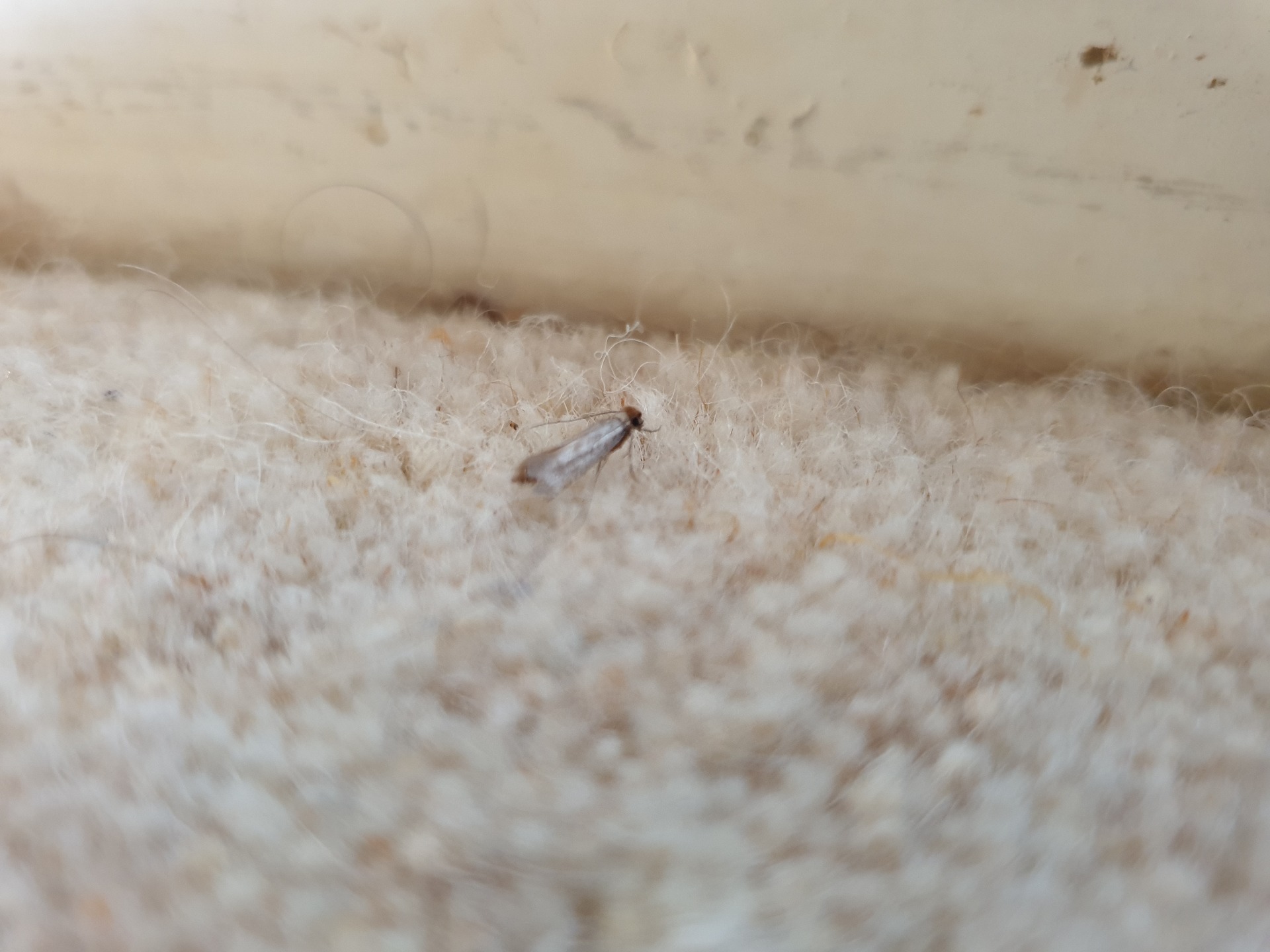 Carpet Moth in Reading