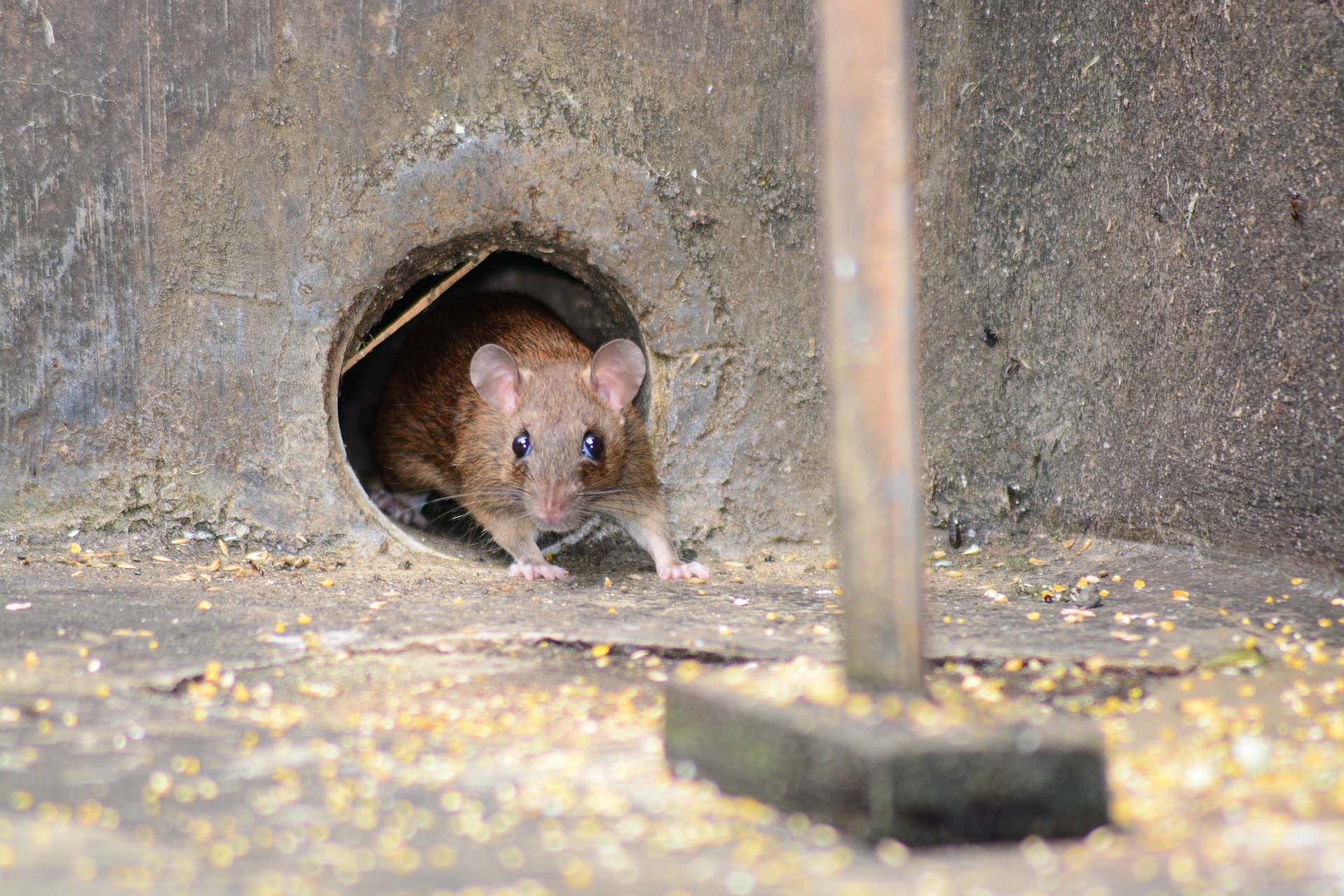 Mice in Basingstoke