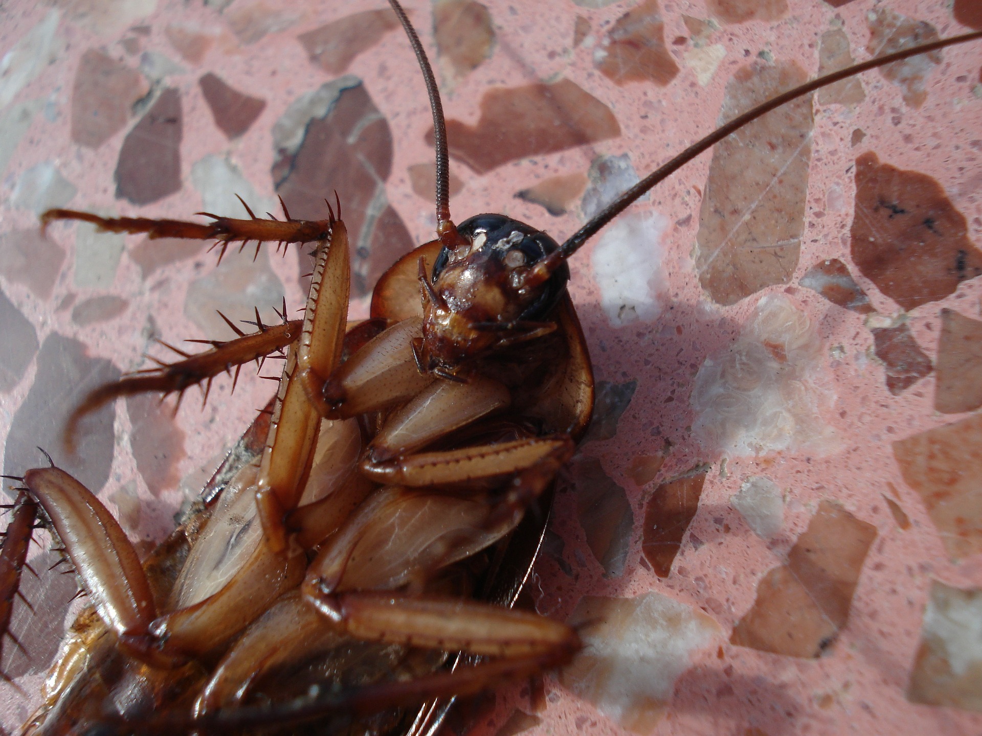 Cockroaches in Basingstoke