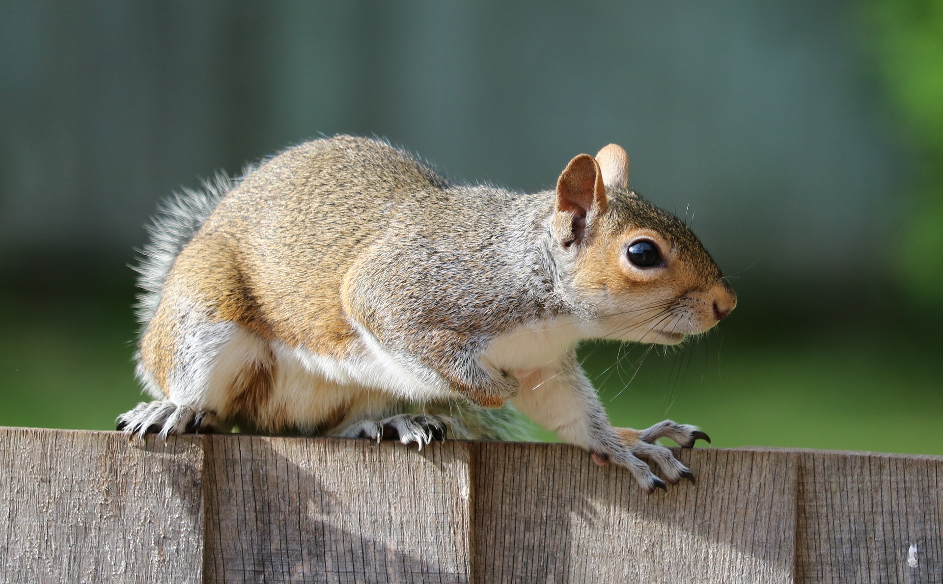 Squirrel treatments in Tilehurst