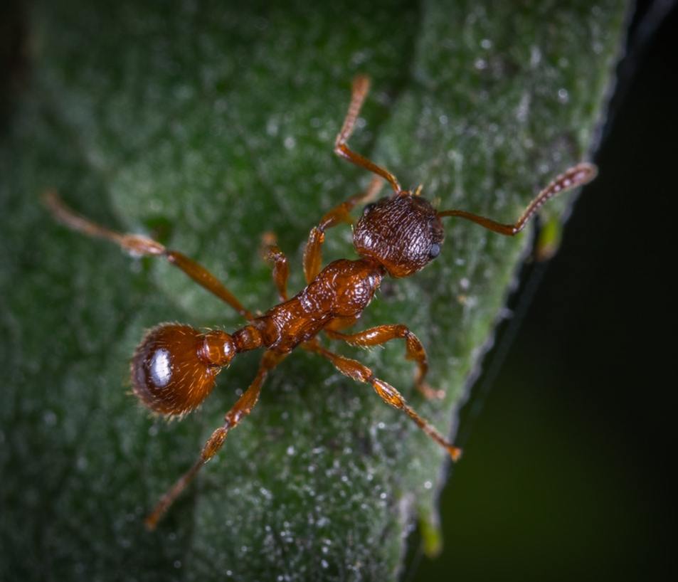 Ant Control Reading