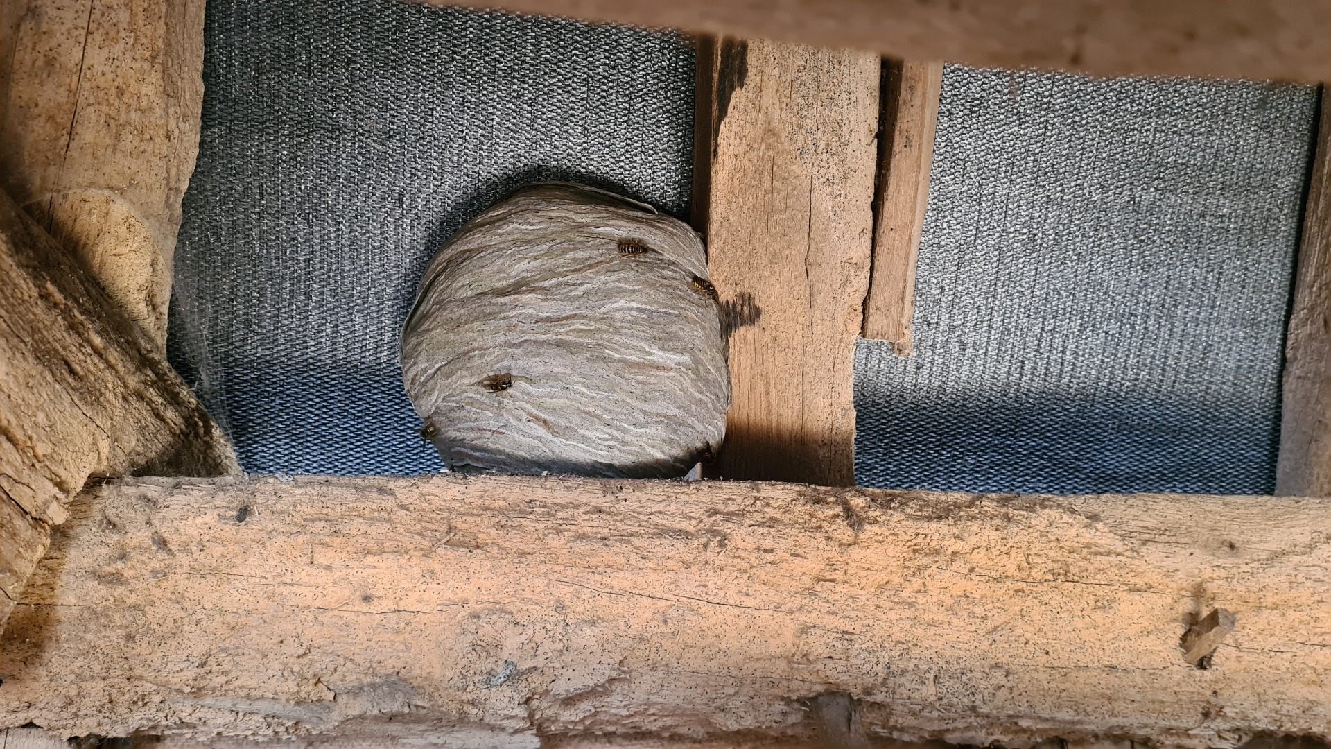 wasp nest removal in Caversham