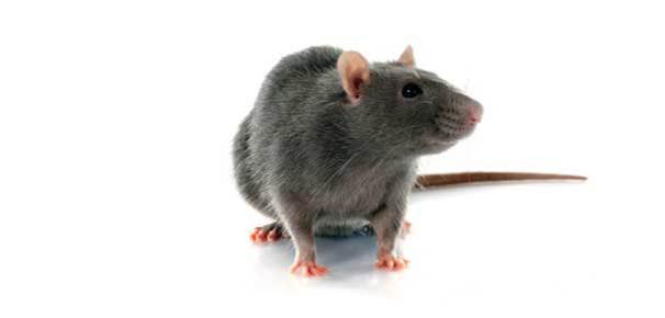 Domestic Rat Control Reading