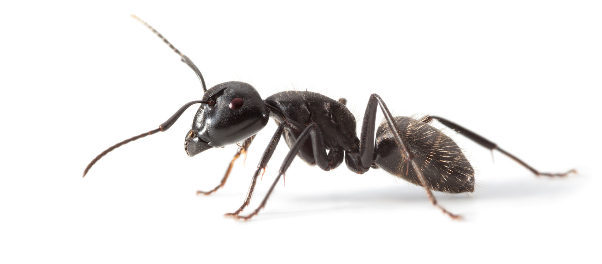 Commercial ant control Reading