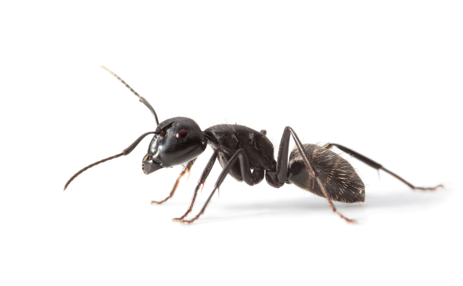 Ant Control Reading