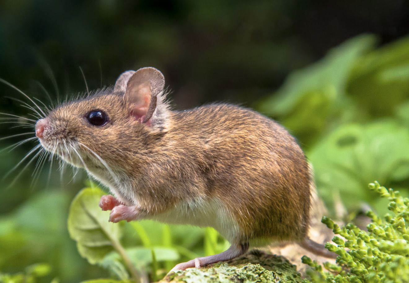 Mice in Wokingham