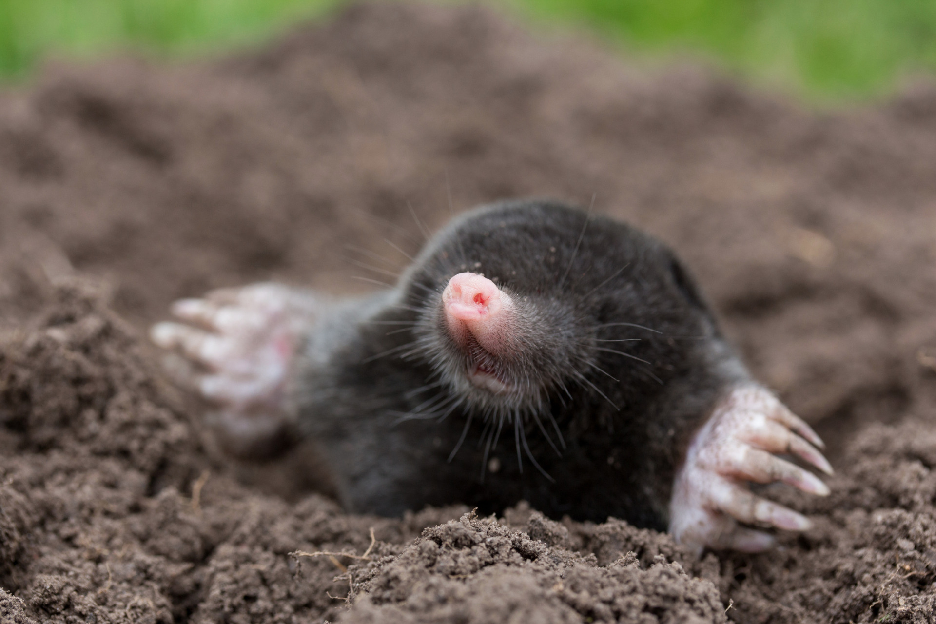 Moles in Berkshire