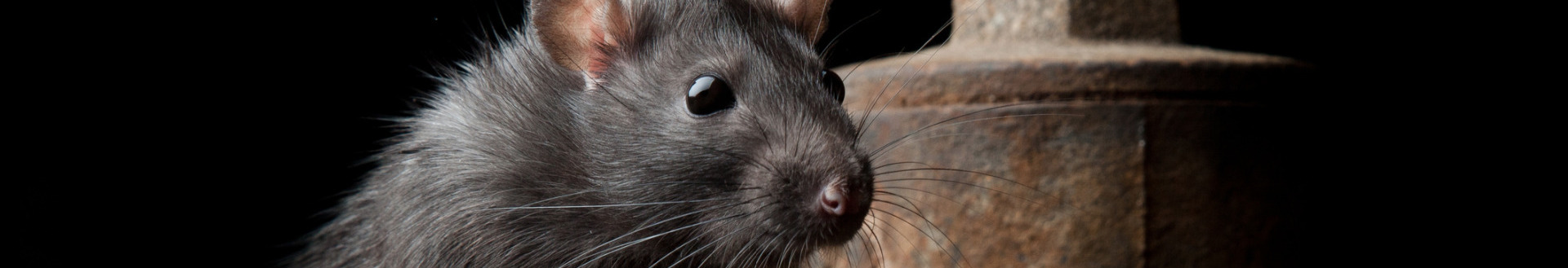 Rat eradication