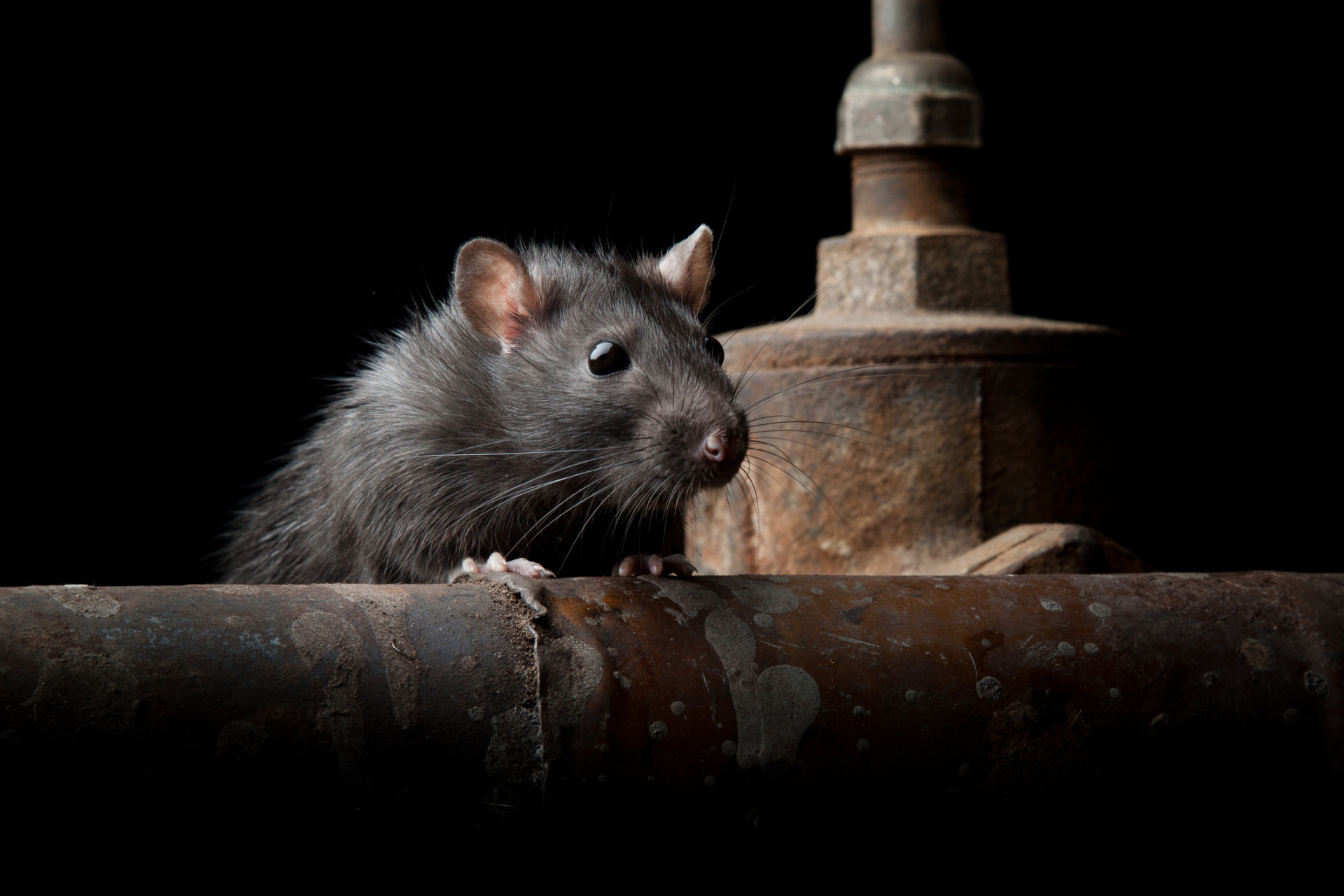 Rats in caversham