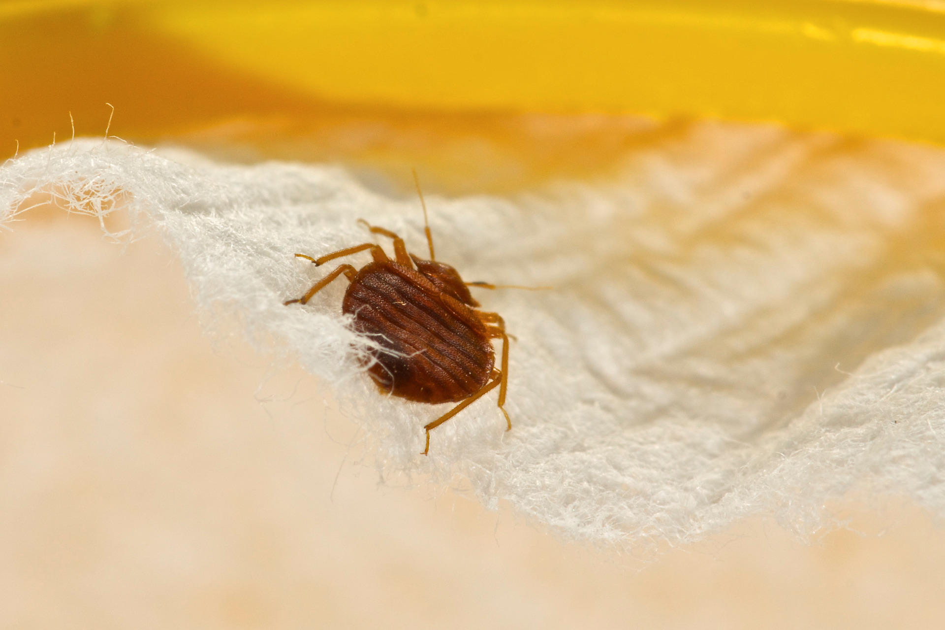 Bedbugs in Chieveley