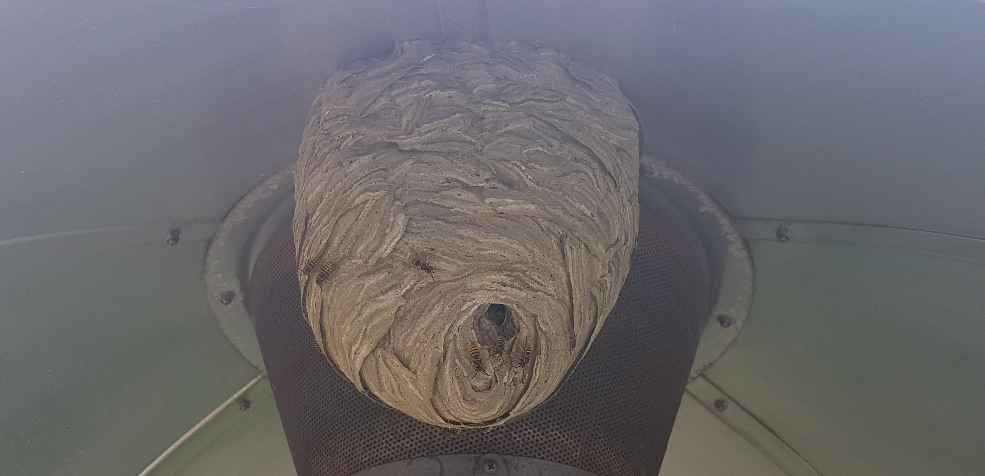 Wasp nest wokingham