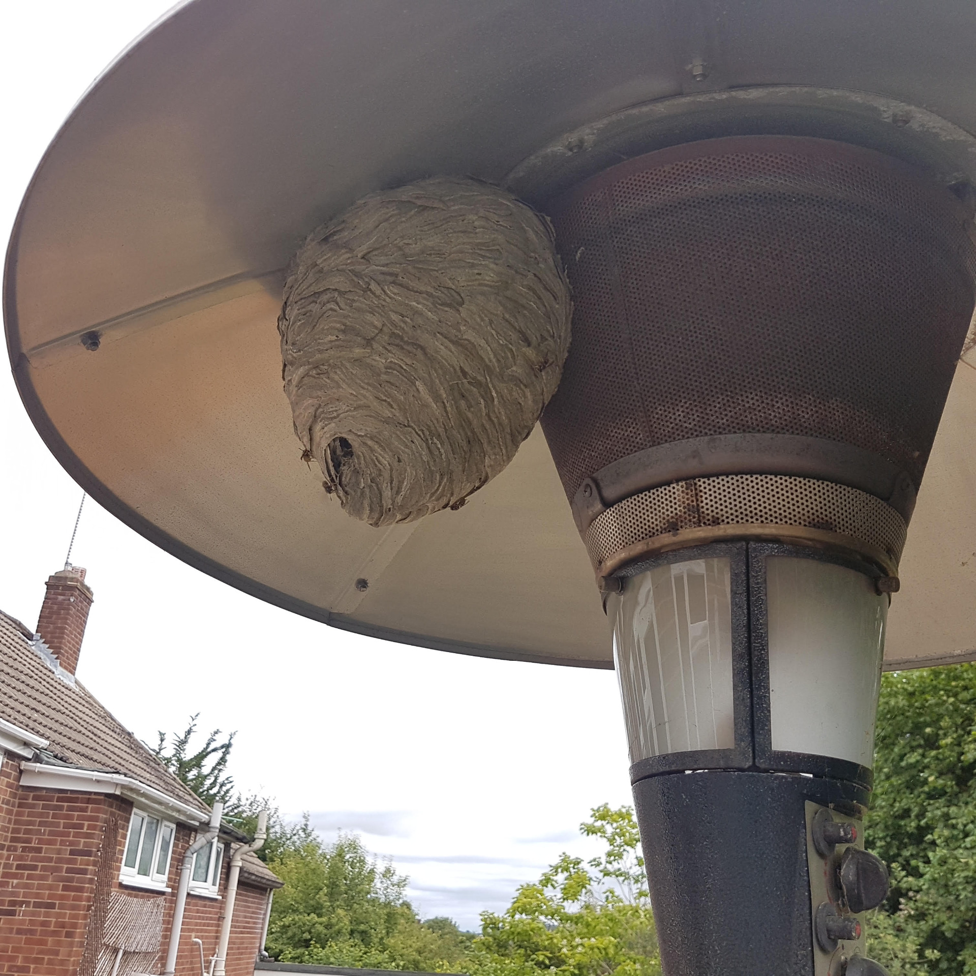 Wasps in Shinfield, Reading, Wokingham, Newbury and Thatcham