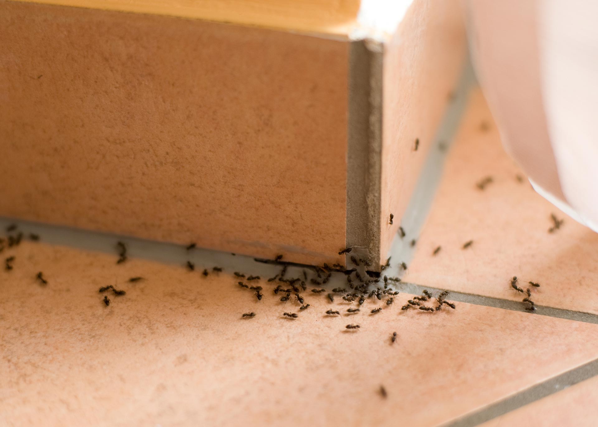 Ants in Basingstoke